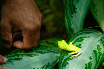 Red eye tree frog looking at a man's hand while sitting on a leaf