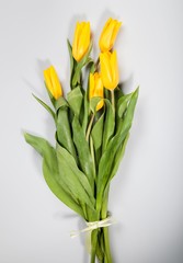yellow tulips on cold bacground