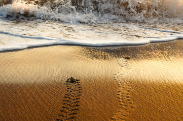 A couple of sea turtles walk along the beach to the sea water