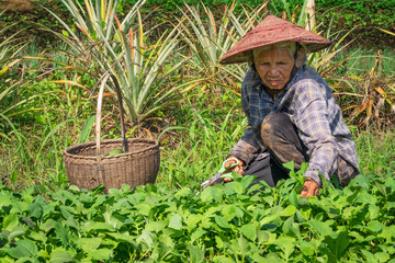 Alte Asiatische Frau Arbeitet