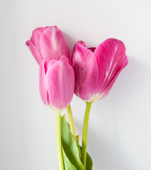 pink tulips on grey  background