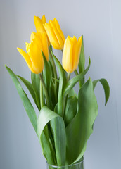 yellow tulips in vase on grey background