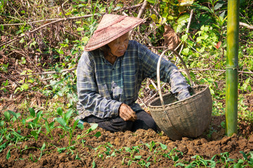 Alte Asiatische Frau Arbeitet