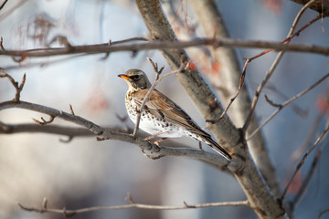 fieldfare. Turdus pilaris