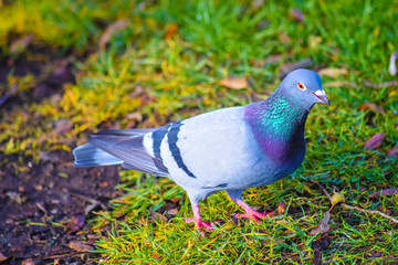 pigeon in grass