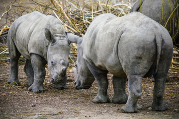 Picture of two white Rhinos in the wild