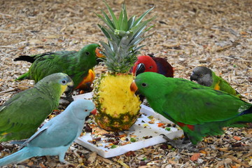Barwnica zwyczajna, Eclectus roratus © Olga Korowacka