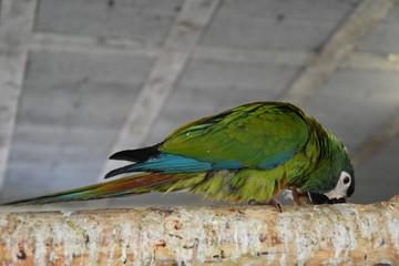 Barwnica zwyczajna, Eclectus roratus © Olga Korowacka