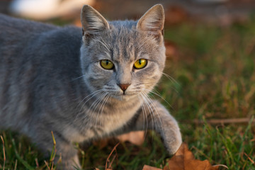 The portrait of gray cat with green eyes in autumn park