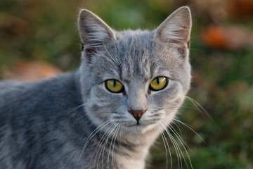 The portrait of gray cat with green eyes in autumn park