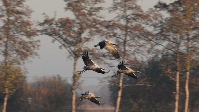Common Cranes or Eurasian Cranes (Grus Grus) birds landing during migration