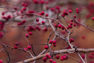 The hawthorn bush with berries and without leaves in late autumn. selective focus.