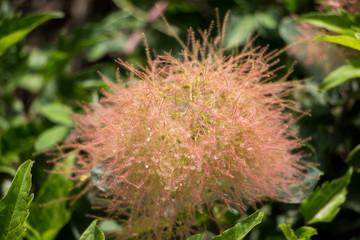 Cotinus, also named as Smoketree or smoke bush. The blossoming branch of cotinus.