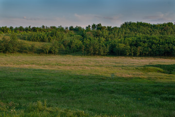   Rural landscape. A hill with trees on the horizon and in front of it a green field in a summer day