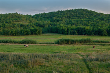 Fototapeta premium Rural landscape. A hill with trees on the horizon and in front of it a green field in a summer day