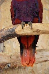 Barwnica zwyczajna, Eclectus roratus © Olga Korowacka