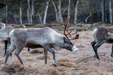 reindeer in its natural environment in scandinavia .Tromso Lapland