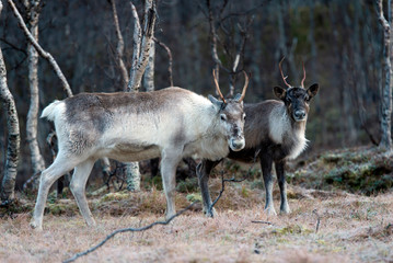 reindeer in its natural environment in scandinavia .Tromso Lapland