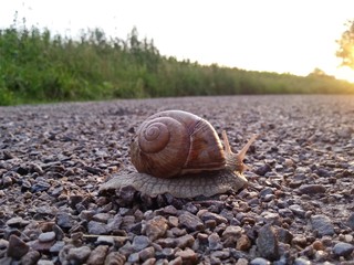 Weinbergschnecke auf einem geschotterten Waldweg