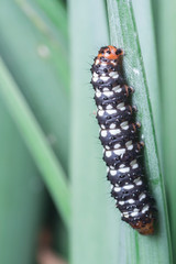 Macro and close up shot of a black and orange caterpillar resting on a green grass leaf. 