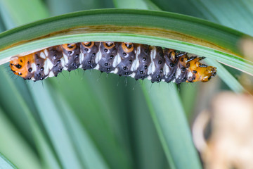 Macro and close up shot of a black and orange caterpillar resting on a green grass leaf. 