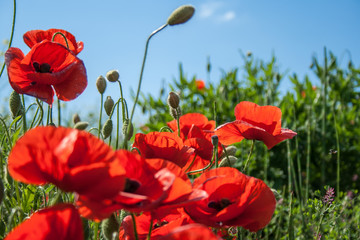 Obraz premium beautiful field with red poppies flowers in spring in May. selective focus