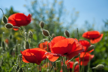 beautiful field with red poppies flowers in spring in May. selective focus