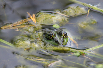 Ein Wasserfrosch im Teich, Makrofotografie 