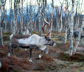 Naklejka na ściany i meble reindeer in its natural environment in scandinavia .Tromso Lapland