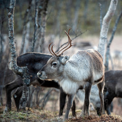 reindeer in its natural environment in scandinavia .Tromso Lapland