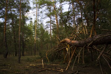 Obraz premium Forest after the storm