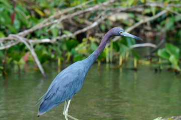 Little blue heron perched on a trunk in a river in Costa Rica