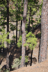 Burnt tree bark and new green regrowth following a forest fire the Canary Island Pine Tree (pinus canariensis)