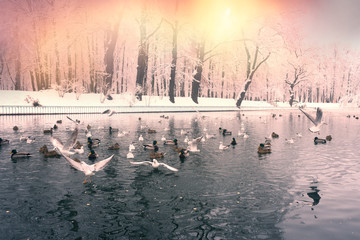 Fototapeta na wymiar birds on the winter lake in the park