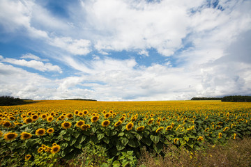 Ukraine. Kharkov. Field of blooming sunflowers