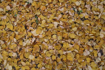 autumn leaves background