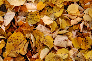autumn leaves background