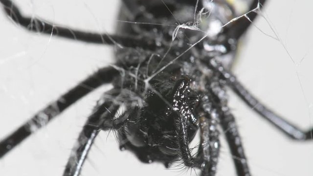 extreme closeup of golden silk orb-weaver Nephila spider eats its prey