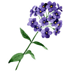 Purple phlox flowers with green leaves. Isolated phlox illustration element. Watercolor background illustration set.