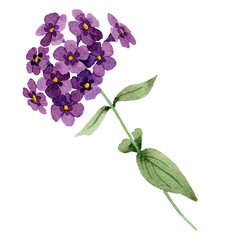 Naklejka na ściany i meble Purple phlox flowers with green leaves. Isolated phlox illustration element. Watercolor background illustration set.