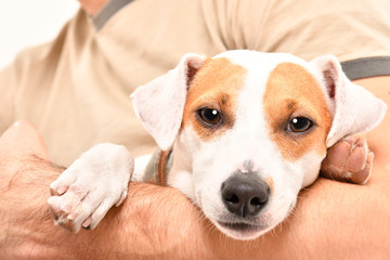 Portrait of a dog Jack Russell Terrier in the arms of his owner