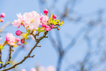spring cherry blossoms