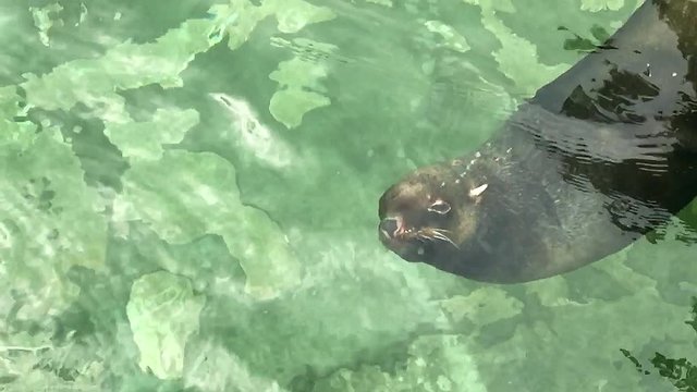 The sea lion floats in the water. The sea-lion is playing in the water with green water