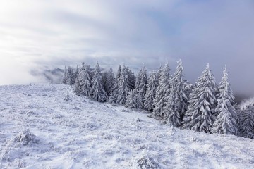 Obraz premium Spruce trees are covered with snow in the Carpathians.Fantastic winter landscape with snowy trees. Carpathian mountains, Ukraine, Europe. Christmas holiday concept