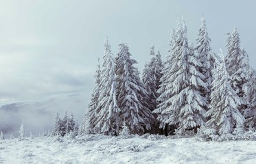 Spruce trees are covered with snow in the Carpathians.Fantastic winter landscape with snowy trees. Carpathian mountains, Ukraine, Europe. Christmas holiday concept