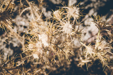 Close-up of dry thistle buds on plant