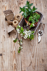 Fragrant spicy herb mint and melissa in pot wooden basket