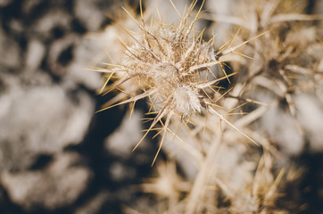 Close-up of dry thistle buds on plant