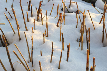 Dry short stalks protruding from the snow as a rhythm and abstraction