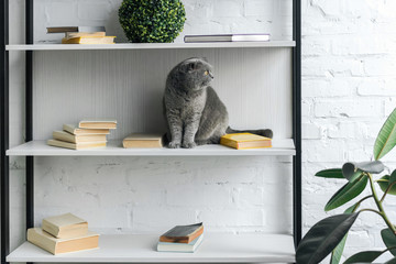grey scottish fold cat sitting on bookshelf and looking away © LIGHTFIELD STUDIOS